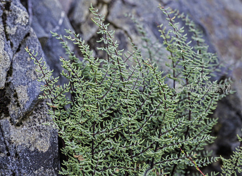 Pellaea mucronata是一种蕨类植物，俗称鸟脚悬崖或蕨类，发现于加利福尼亚州索诺马县Modini Mayacamas Precerve。马亚卡马斯山脉。